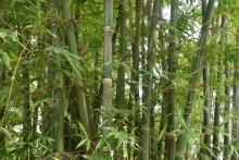 Bambú sostenible - parche de bambú al lado de nuestro taller